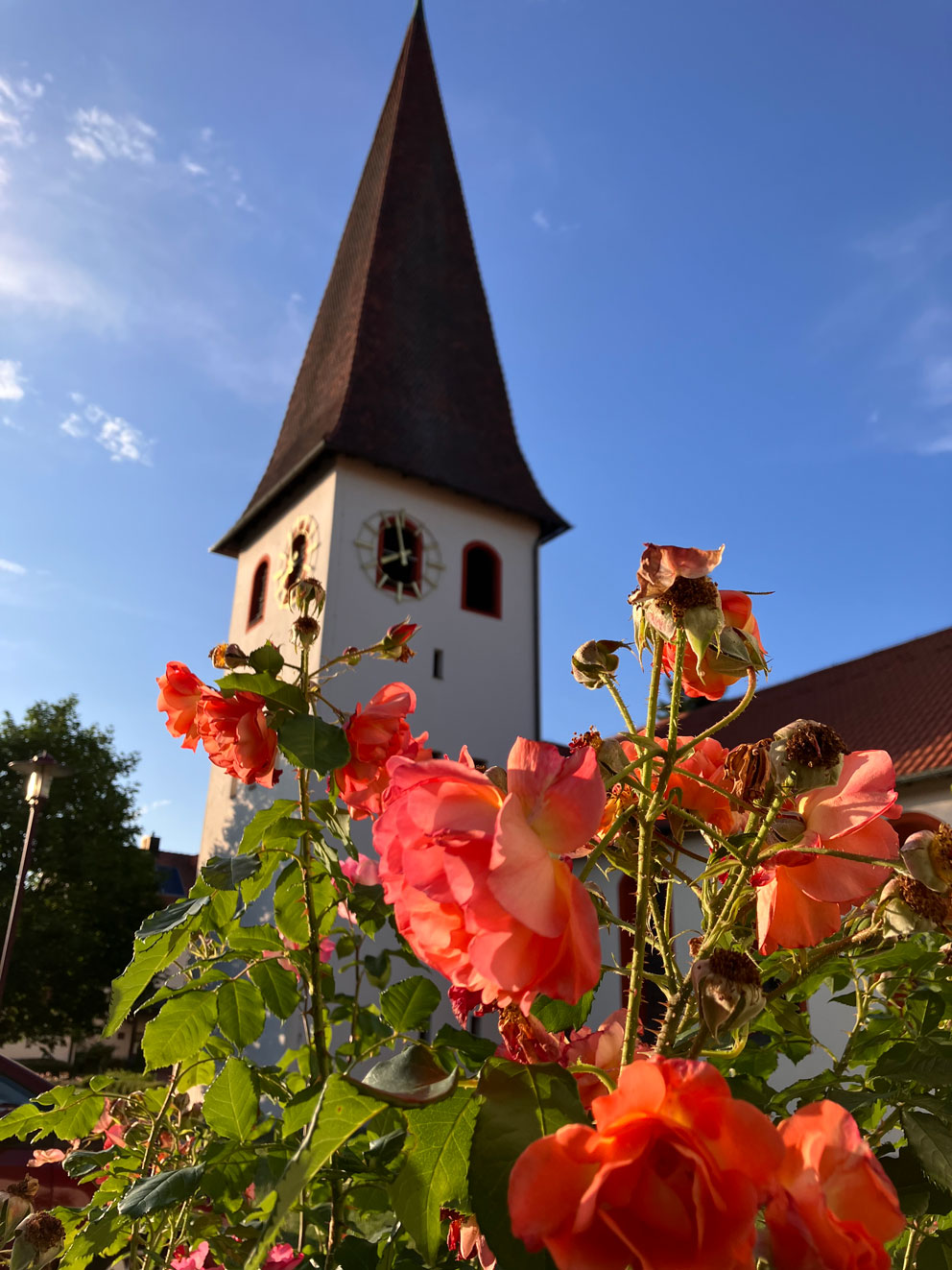 Rosen vor Kirchturm