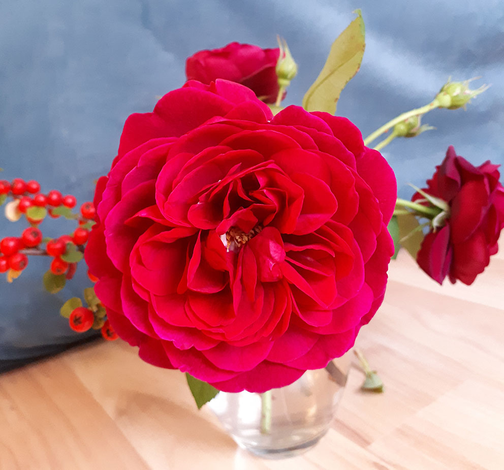 Rote Rosen in einer Vase.